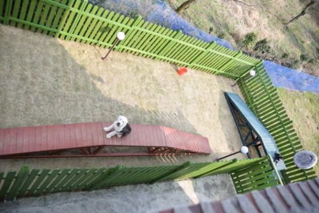 <span class='galleria_span'>개들 야외 놀이터</span><br /> 

 